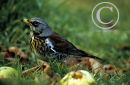 Fieldfare.